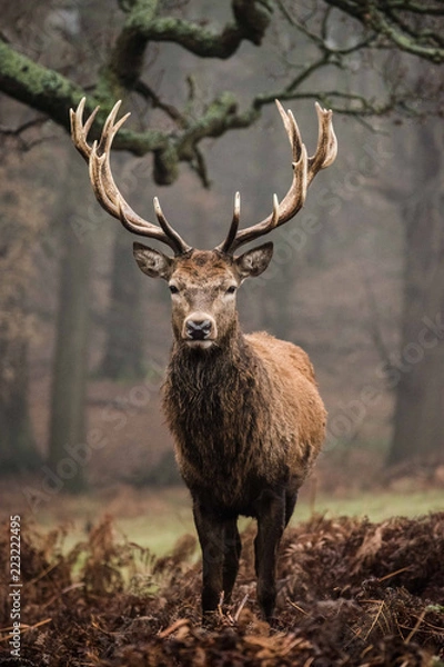 Obraz Red Deer
