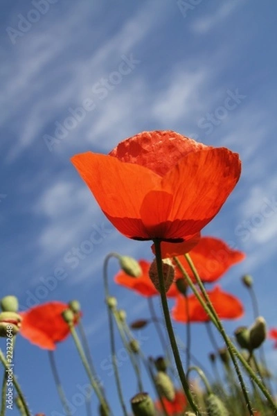 Obraz Mohn im Sonnenschein