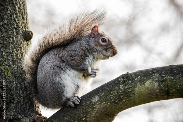 Obraz Grey Squirrel