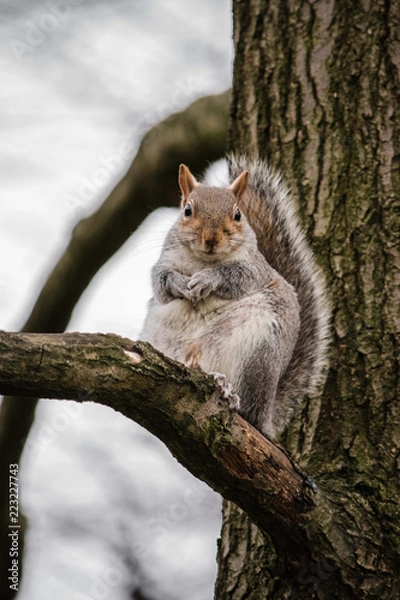 Obraz Grey Squirrel