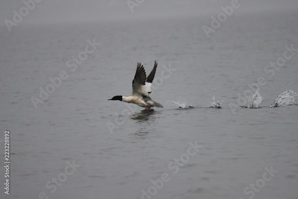 Obraz Smergo maggiore