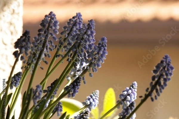 Obraz Muscari