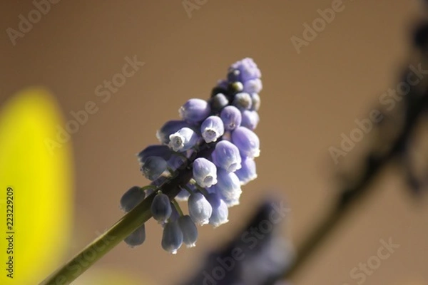 Obraz Muscari