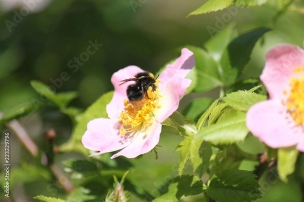 Obraz La rosa canina