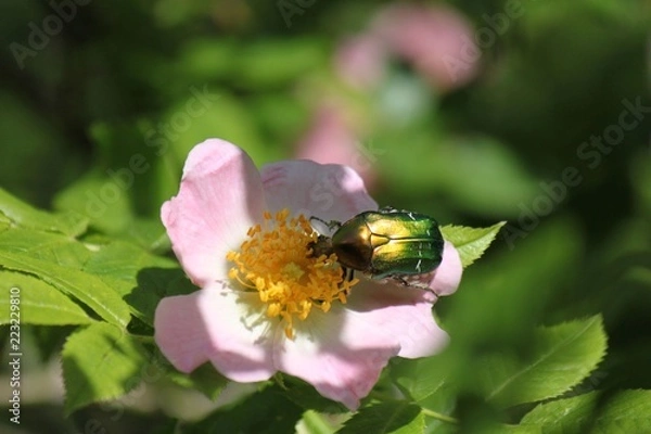 Obraz La rosa canina