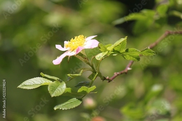 Obraz La rosa canina