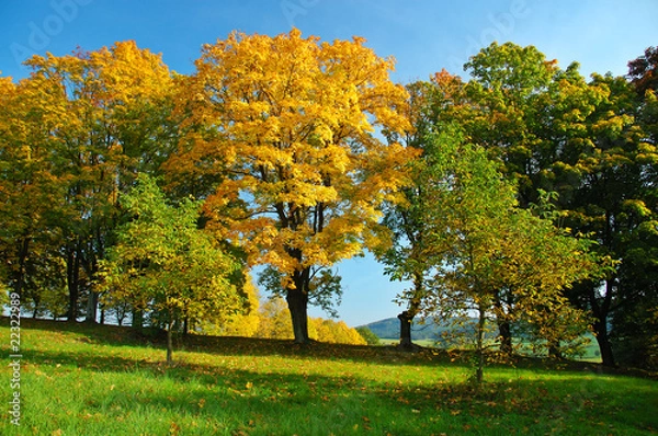 Obraz Alley in autumn