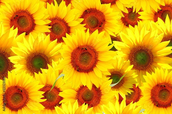 Obraz field of sunflowers
