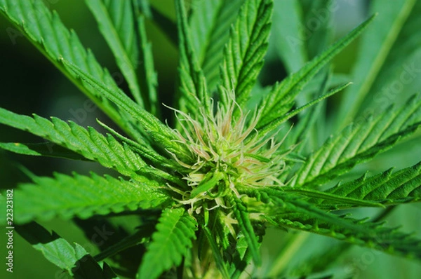 Obraz marijuana