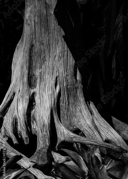 Obraz Tree Roots