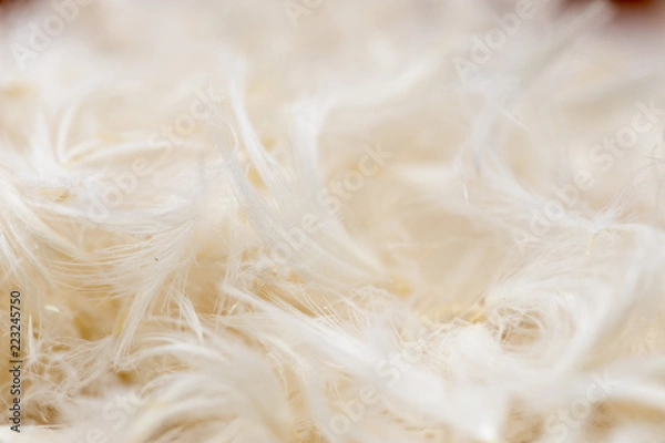 Obraz Fluff on cloth