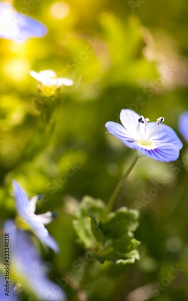 Fototapeta Hepatica flower