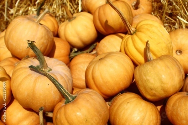 Fototapeta Mini Muscat