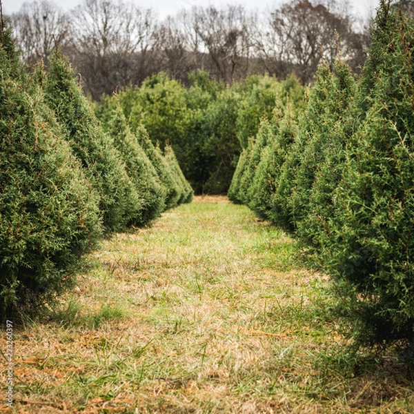 Obraz Looking Down a Row of Christmas Trees