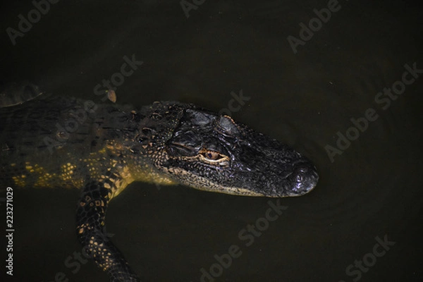 Obraz Alligator in the Bayou