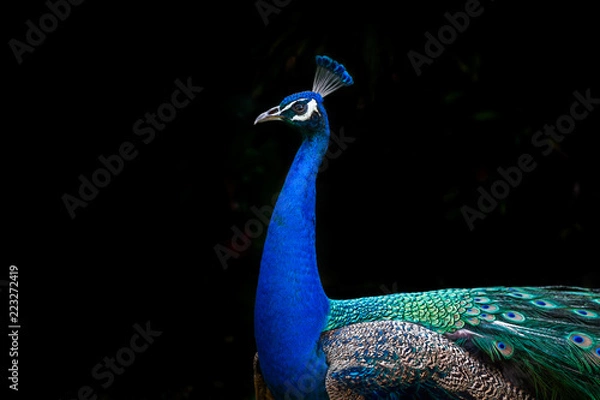 Obraz Peacock profile isolated on black background