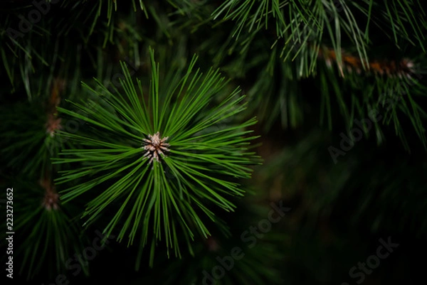 Fototapeta Pine Tree Leaves