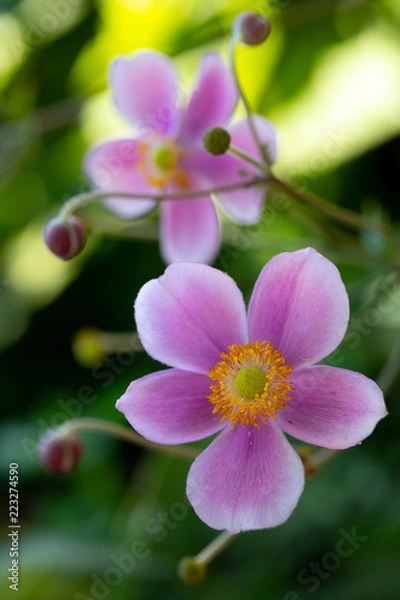 Obraz Flower close up