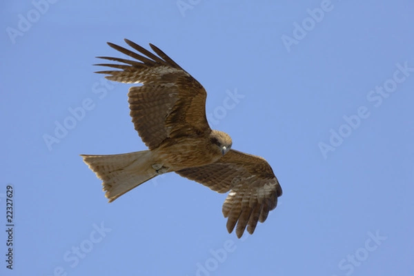 Obraz 大きな羽の鳶