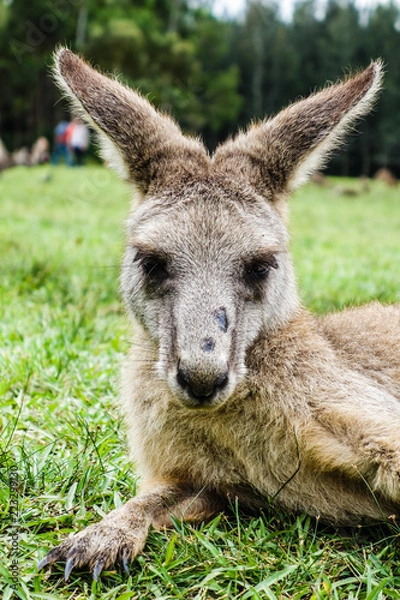 Obraz Kangaroo Portrait