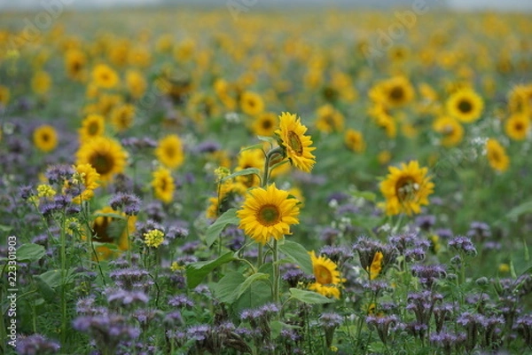 Obraz Feld mit Sonnenblumen