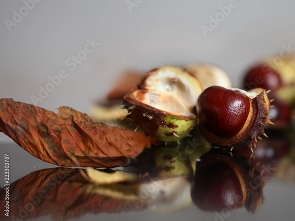 Fototapeta Several ripened chestnut fruits in lying on the table