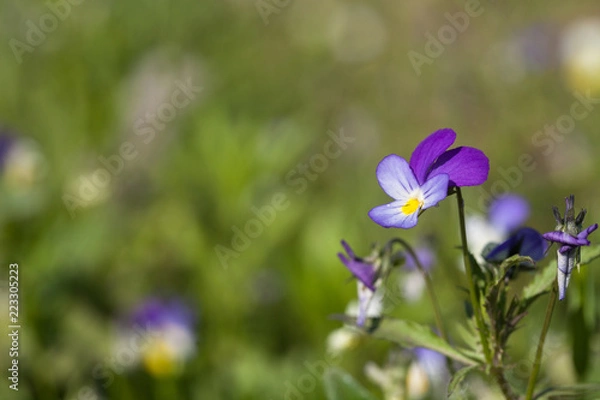 Fototapeta Closeup of pansy flowers, shallow depth of field