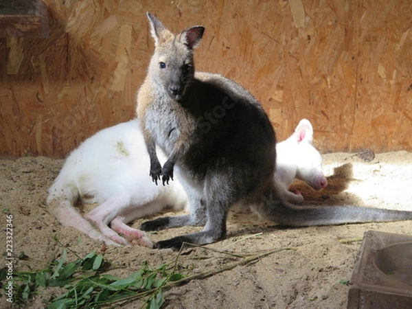 Fototapeta Kangaroo