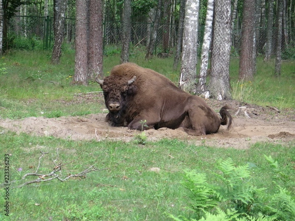 Fototapeta Bison.  Belarus