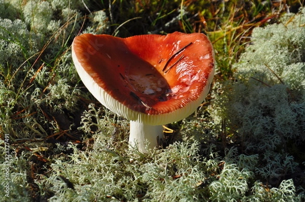 Obraz russula