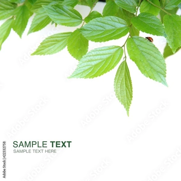 Fototapeta 葉