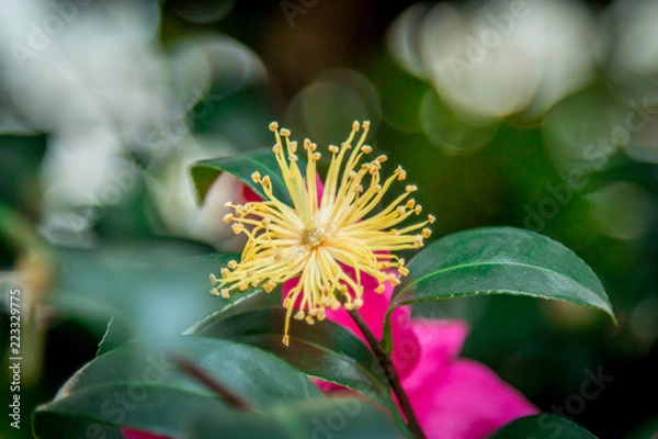 Obraz 【花のある暮らし】サザンカ