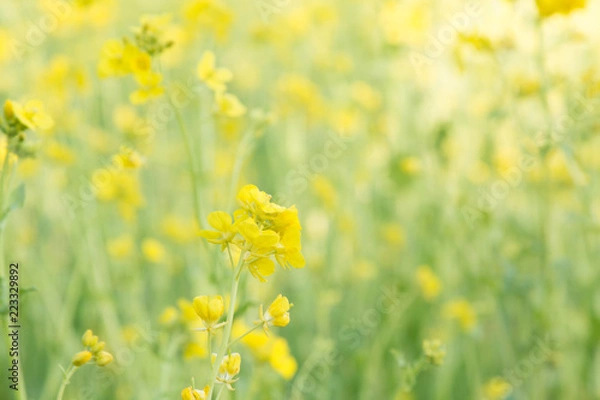 Obraz 【季節の花】　菜の花