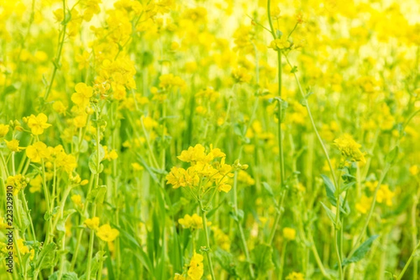 Obraz 【季節の花】　菜の花