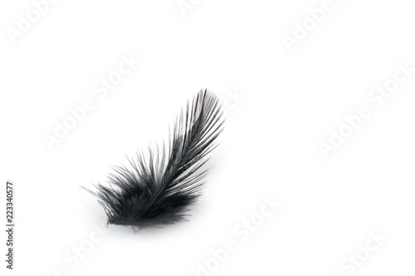 Fototapeta Black bird feather