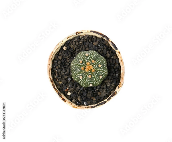 Fototapeta Astrophytum asterias, Cactus in pot isolated on white.