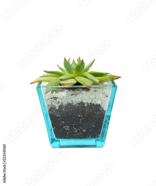 Fototapeta Succulent Anacampseros lanceolata,Closeup of succulents plants in pot isolated on white.