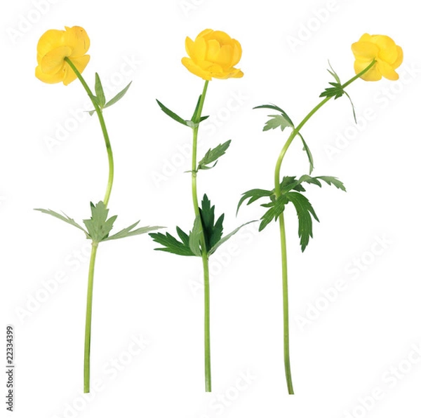 Obraz yellow flowers on the white background