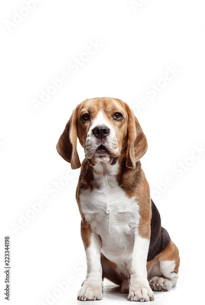 Obraz Front view of cute beagle dog sitting, isolated on a white studio background