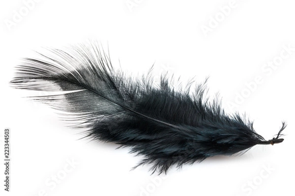 Fototapeta Black Feather
