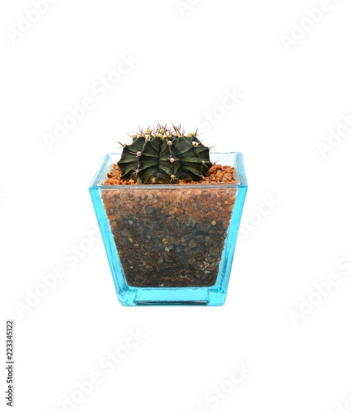 Fototapeta Cactus of succulents plants in pot isolated on white background.