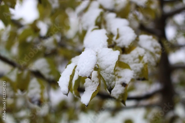 Obraz First winter snow branches
