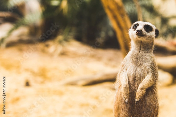 Fototapeta Erdmännchen