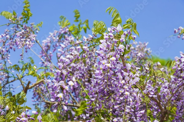 Fototapeta 藤の花