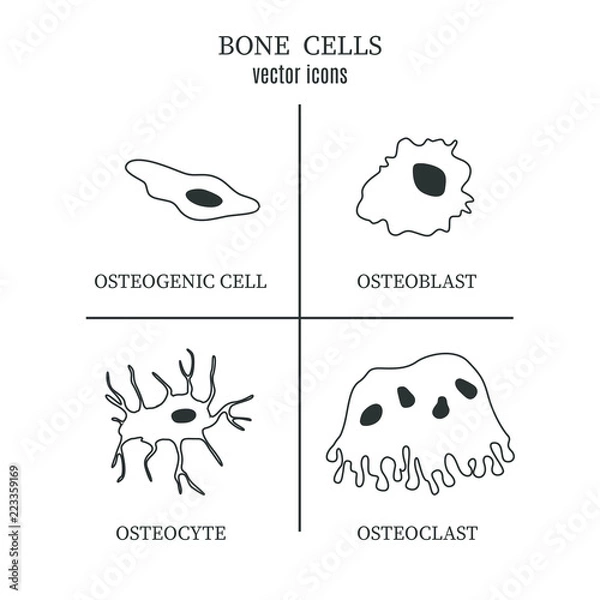 Obraz bone cells osteon vector illustration linear style