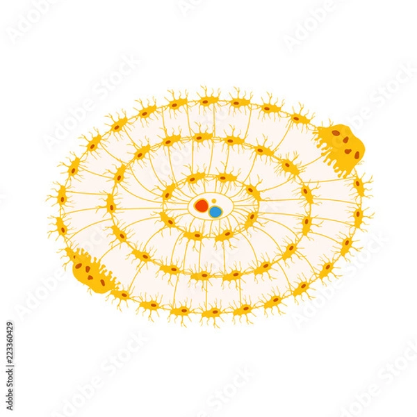 Obraz bone cells forming osteon structure vector illustration