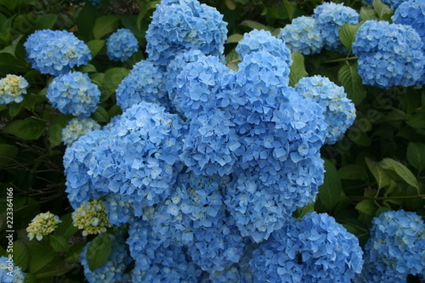 Obraz blue hydrangea