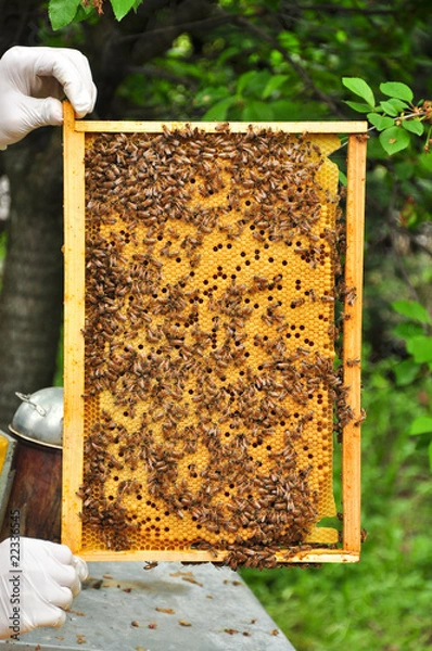 Fototapeta telaio api 2