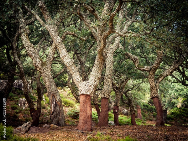 Fototapeta cork oaks in the andalusian countryside. "Parque de los alcornocales", Algeciras, Andalusia, Spain, Europe