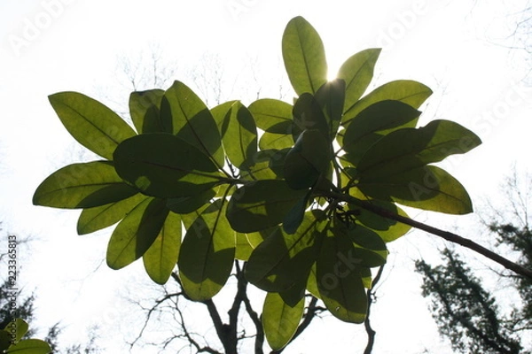 Fototapeta leafs and light